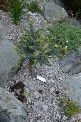 abies pinsapo  auf Abies alba  Horstmann