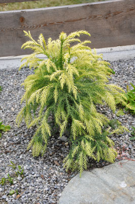 cryptomeria japonica sekkan