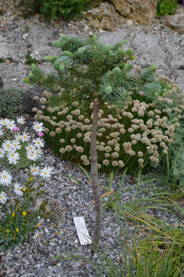 abies procera jeddeloh  