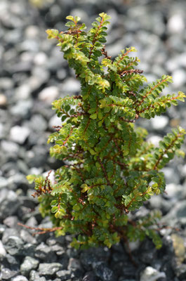 Ulmus parvifolia Hokkaido   