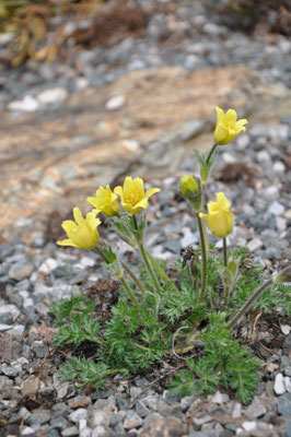 Pulsatilla albana lutea  