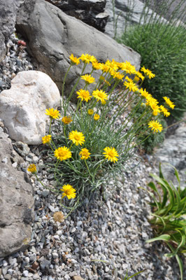 Erigeron linearis