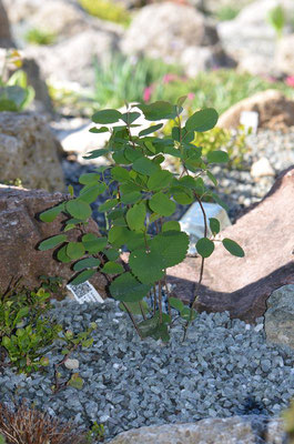 Amelanchier ovalis var. pumila Felsenbirne   