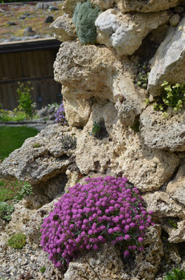 Alyssum spinosum rubra