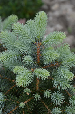 picea pungens glauca globosa