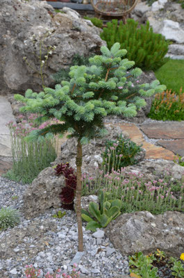 picea pungens glauca globosa