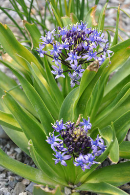 Scilla ligulata var. ligulata 