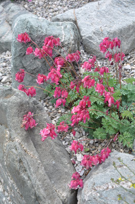 Dicentra king of hearts