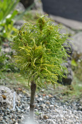 pinus strobus green curls