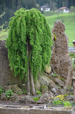 Larix  stiff weeper Hängelärche