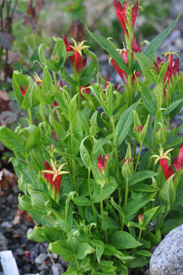 spigelia marilandica