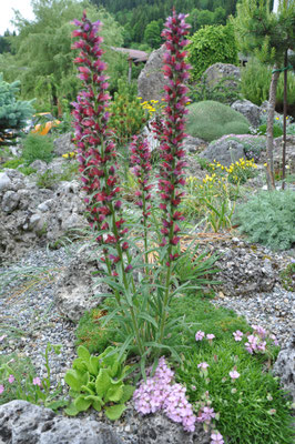 Echium amoenum 'Red Feathers' Kaukasischer Natterkopf