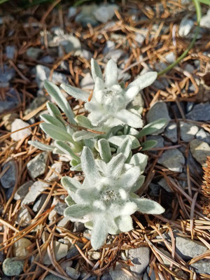 Leontopodium nivalis