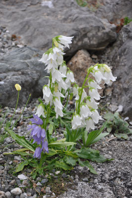 Campanula barbata alba