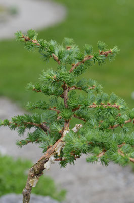 Larix Bambino 