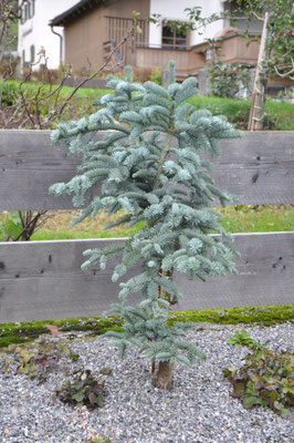 Abies procera glauca echte Silbertanne 