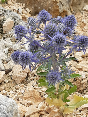 Eryngium planum Blue Hobbit