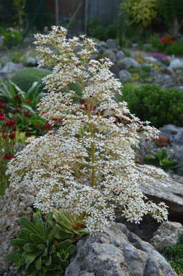 Saxifraga