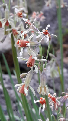 Thulbachia leucantha  Lauch  