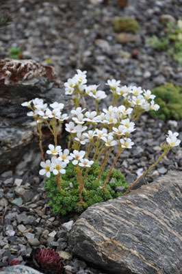 Saxifraga 