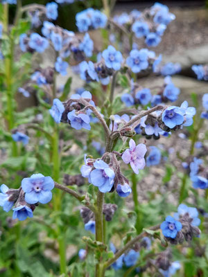 Anchusa azurea