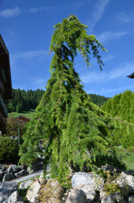 Cedrus deodora Pendula Hängezeder