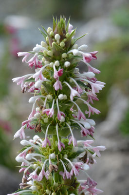 Morina longifolia