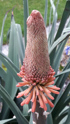 Kniphofia caulescens  