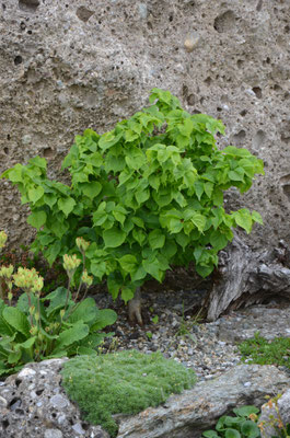 Tillia cordata Winterlinde 