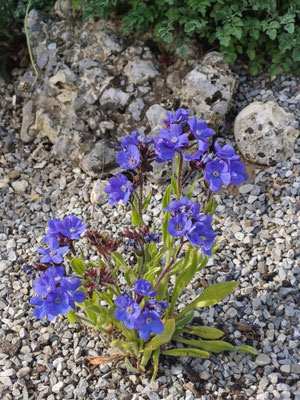Anchusa loddon royalist