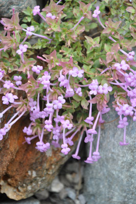 origanum amanum