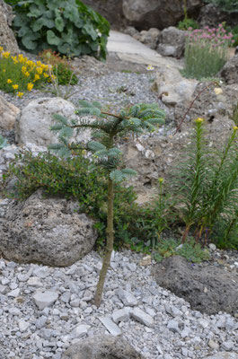 abies procera blue Wonder