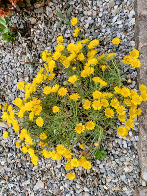 Erigeron chrysopsidis