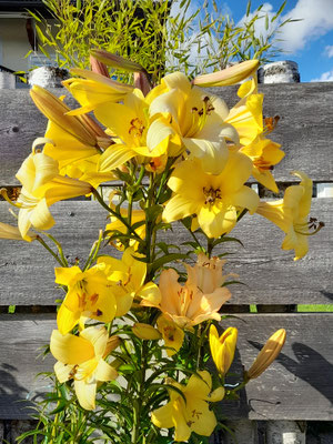 Lillium
