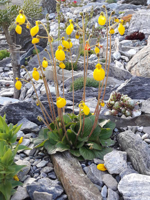 Calceolaria