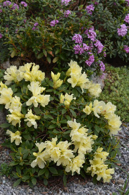 Rhododendron Patty Bee