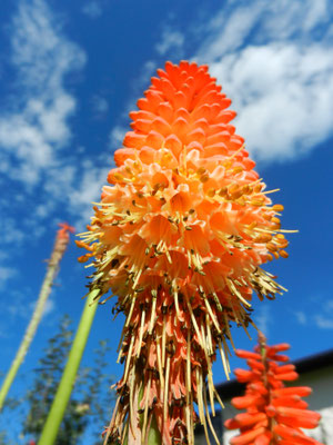 Kniphofia Alcazar