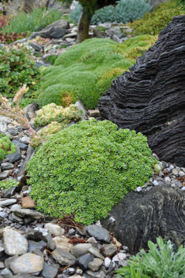 Saxifraga marginata
