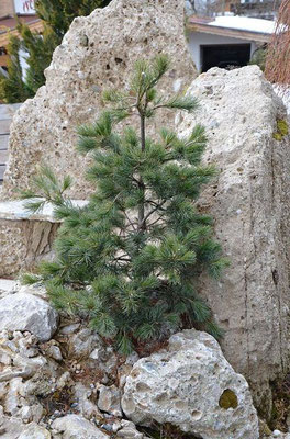 Pinus parvifolia Nigishi 