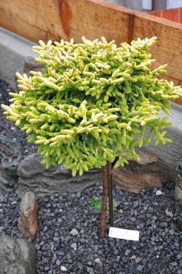 picea orientalis tom thumb gold