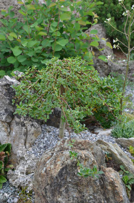 Salix arbuscula Kätzchenweide