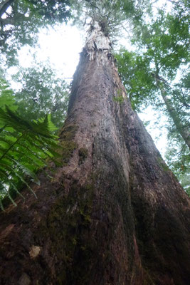 RIBBON TRUNKS SOLLEN MIT ÜBER 100 METERN DIE HÖCHSTEN BLÜHENDEN GEWÄCHSE SEIN