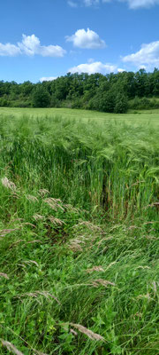 1 - Campagne verdoyante (Fontanes)