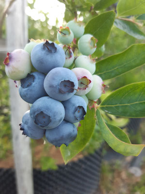 Heidelbeeren, ein muss für immer und überall. Egal ob Wanderproviant, Apéro-Spiessli, Desert oder Znüni.