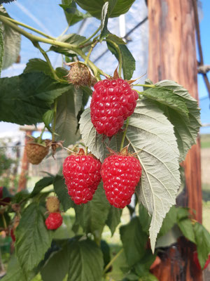 Die Himbeeren sind aktuell süss und gut haltbar.