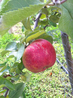 Kultur-Apfel (Malus domestica) 'Jonagold'