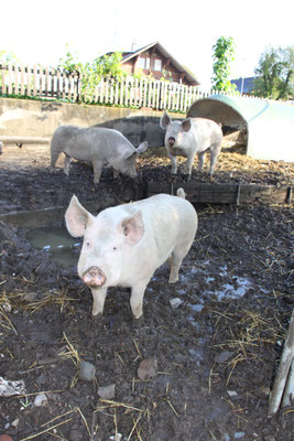 glückliche Schweine vom petershof-kärselen in Uebeschi bei Thun