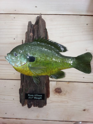 02.21.20 Bluegill