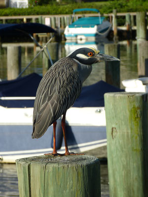 Blue Heron in Midnight Cove II Lagoon Siesta Key