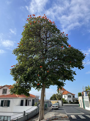 Der "Afrikanische Tulpenbaum"